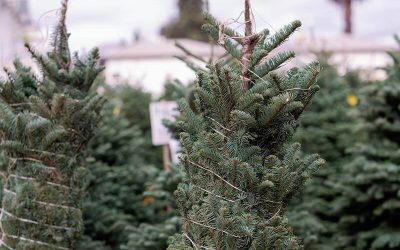 What is Tree Mulching, Why, When, and How To Mulch