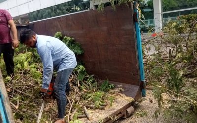 Benefits of Professional Tree Trimming: Enhancing Health, Safety, and Aesthetics