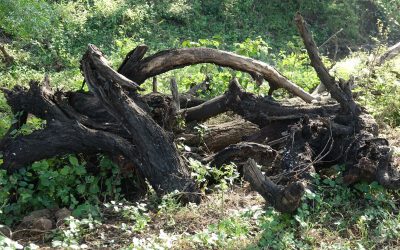 Managing Tree Debris After Trimming