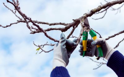 Best Tools for Tree Cutting and Trimming in Malaysia