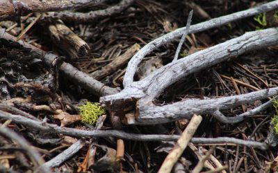How to Safely Remove Dead Branches from Tall Trees in Malaysia