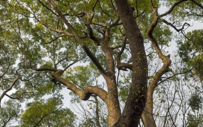 How to Trim Large Trees Safely