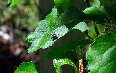 Common Tree Pests and How They Affect Your Gardening Efforts