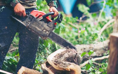Tree Pruning vs Tree Cutting: What Every Landscaper Needs