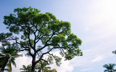 Understanding the Types of Tree in Malaysia