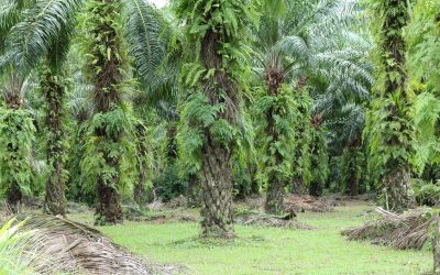 The Importance of Regular Maintenance for Oil Palm Trees