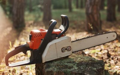 Tree Trimming: Shielding Your Property from Nature’s Perils