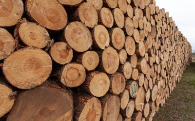After Trees Are Cut: The Surprising Uses of Timber