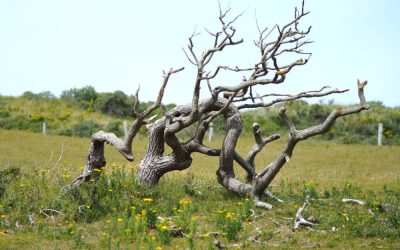 What Makes Hidden Dead Trees So Dangerous?