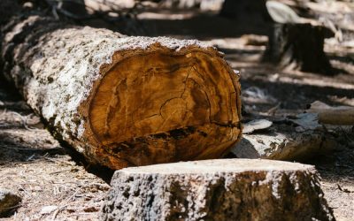 Tree Removal Simplified: When It’s the Best Option