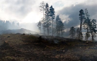 Vital Action for Home Security: Tree Cutting to Prevent Fire