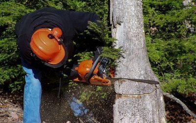 The Importance and Benefits of Tree Cutting in Gardening
