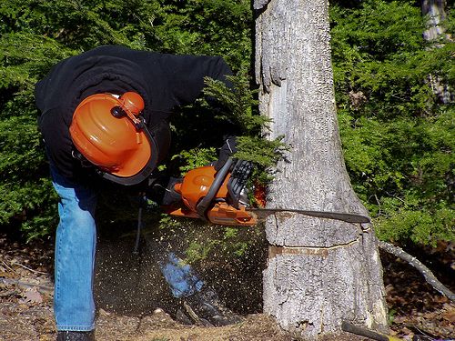 The Importance and Benefits of Tree Cutting in Gardening
