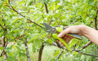 The Health Benefits of Tree Trimming