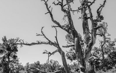 Why Dead Trees Need to Go – And the Rest Need a Trim