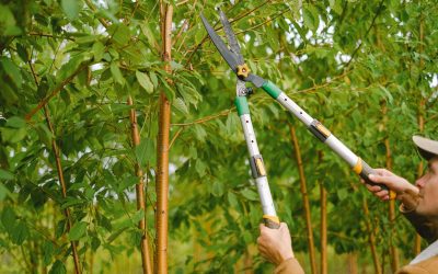 DIY Tree Trimming: Tools You Need and How to Use Them