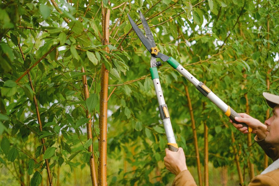 DIY Tree Trimming: Tools You Need and How to Use Them - GardeningTreeCut