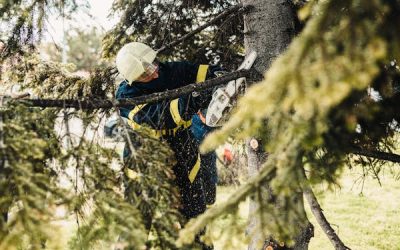 How Trimming Helps Trees Live Longer