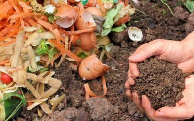 Composting Guide for Beginners and Gardeners