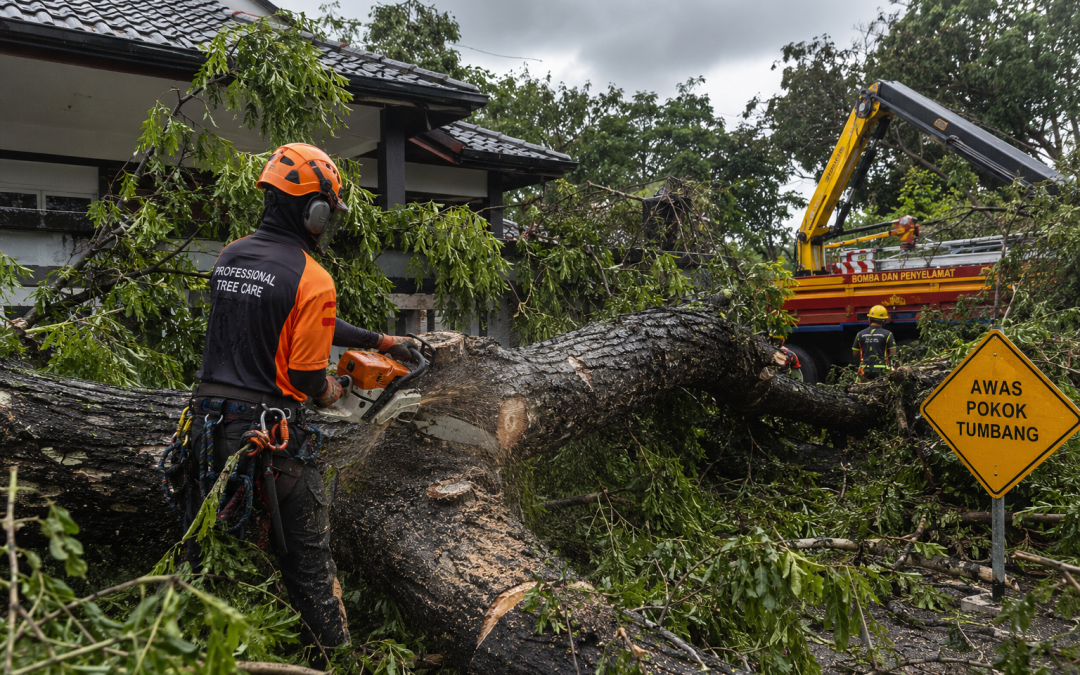 Emergency tree removal after storm damage in Malaysia showing professional tree service clearing fallen trees and ensuring safety