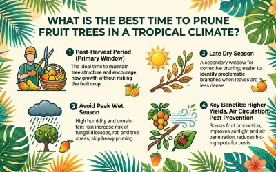 What Is the Best Time to Prune Fruit Trees in a Tropical Climate?